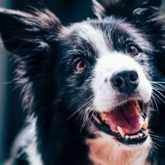 BARF Gemüseflocken für Hunde  - 3000 g - Premiumqualität von Tackenberg*