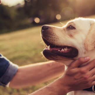 Hirschgeweih für Hunde  - L - Premiumqualität von Tackenberg*